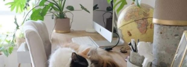 对猫咪有毒的植物有哪些,龟背竹对猫有毒吗