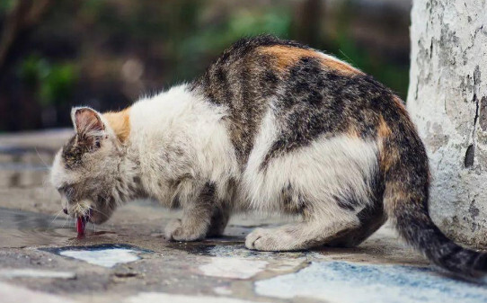 不喂猫咪粮食它会不会离家出走,突然不喂流浪猫了会饿死吗
