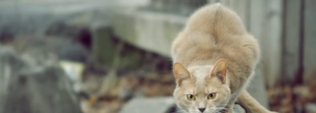 怎么不让猫咪钻床底下,猫喜欢钻床底需要制止吗