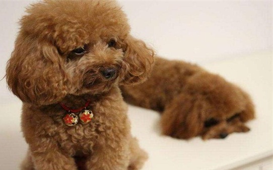 泰迪犬爱叫吗,泰迪见生人总叫怎么办