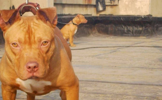 比特幼犬喂养方法-比特犬的训练方法