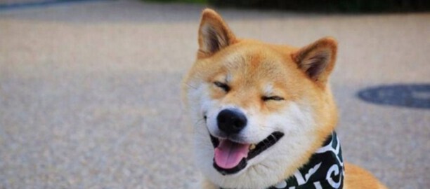 日本柴犬智商高吗-红色柴犬的智商排名与寿命