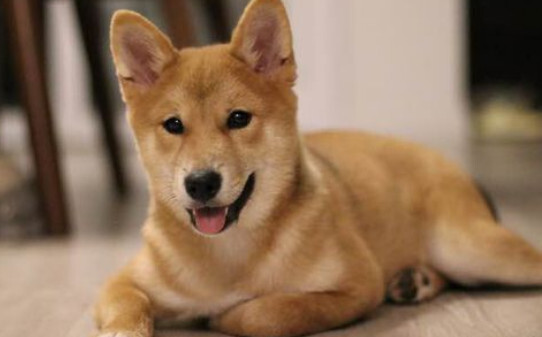 柴犬为啥不建议新手养-柴犬为什么不适合家养