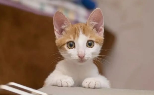 猫为什么惨叫,猫惨叫是怎么回事