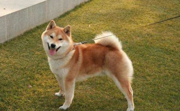 一岁柴犬如何训练-柴犬幼犬怎么训练 一岁柴犬如何训练-柴犬幼犬怎么训练