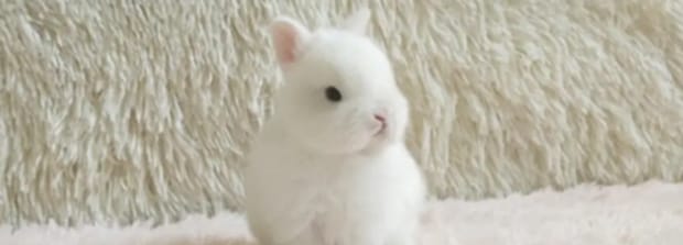 兔子的尾巴掉了多久才能长出来,兔子尾巴可以扯出来吗