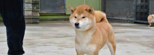 秋田犬柴犬萨摩耶3种狗哪种好些-柴犬和秋田犬哪个忠诚