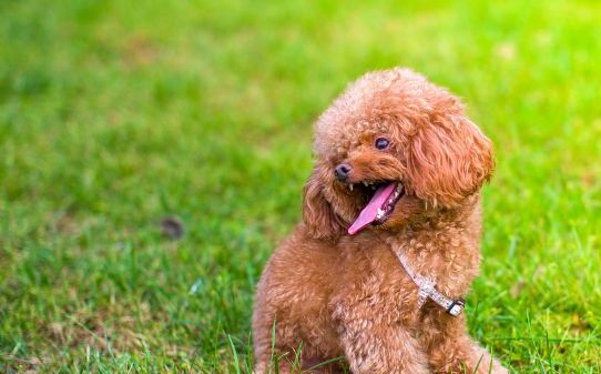 贵宾犬训练方法怎样训练贵宾犬 贵宾犬训练方法怎样训练贵宾犬