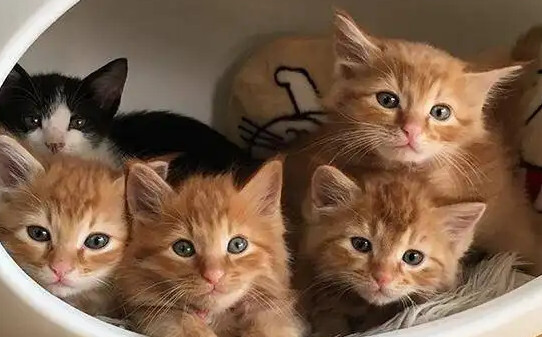 怎样辨别猫咪的公母-猫咪如何分辨公母