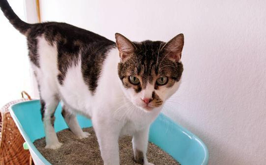 猫尿闭在家如何治,猫咪尿闭在家怎么处理 猫尿闭在家如何治,猫咪尿闭在家怎么处理