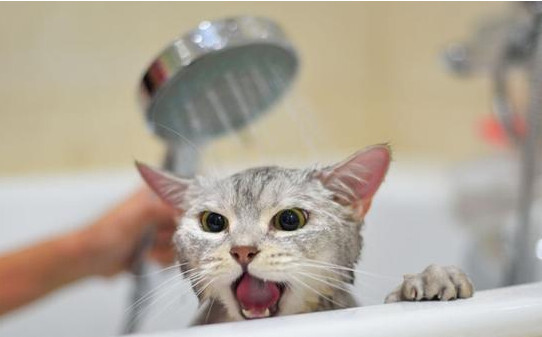 猫咪多长时间洗一次,猫要洗澡吗