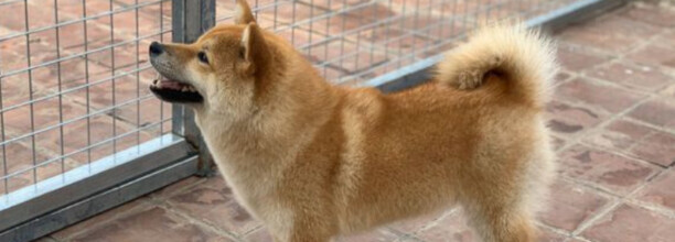 小柴犬喜欢咬人如何驯服-5个月柴犬咬主人怎么办 小柴犬喜欢咬人如何驯服-5个月柴犬咬主人怎么办