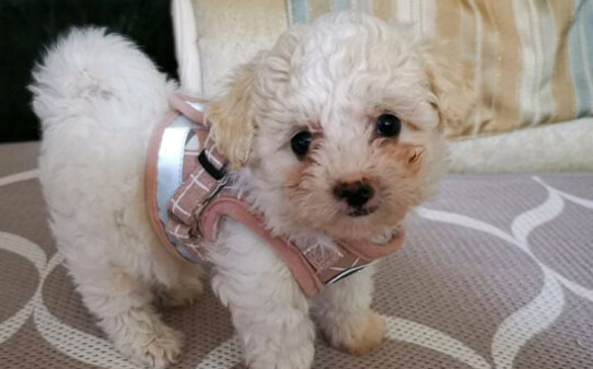 比熊幼犬如何训练定点大小便,怎么训练比熊幼犬
