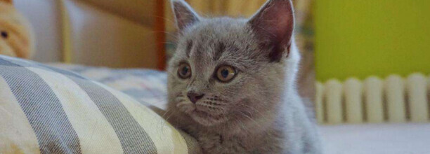 全身灰色的猫是什么品种-灰色猫咪是什么品种