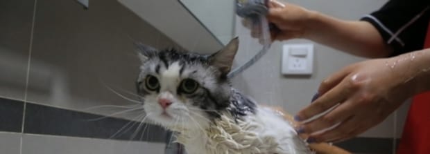 狸花猫洗澡会不会应激-猫洗澡会有应激反应吗