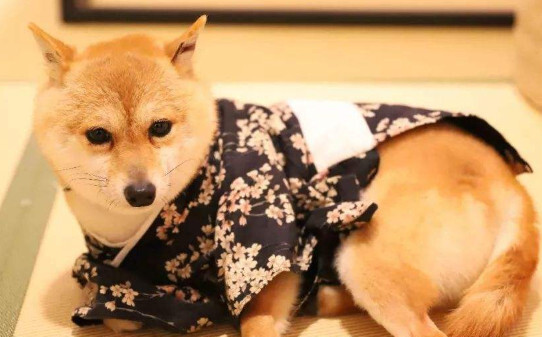 柴犬掉毛吗,柴犬掉毛比较严重怎么办