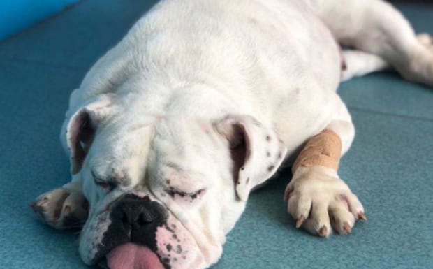 英牛犬如何喂养,英国斗牛犬怎么训练
