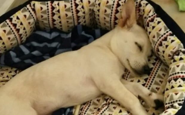 狗狗老是喘怎么回事,狗狗像一抽一抽喘不上气