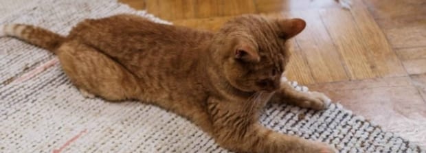 猫条吃多了会怎么样,猫条吃多了有什么危害