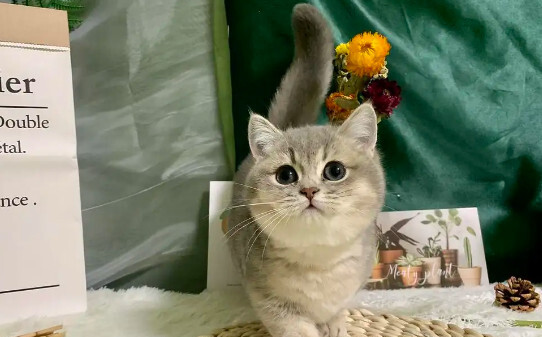 猫和松树能在同一屋吗-松树对猫有害吗