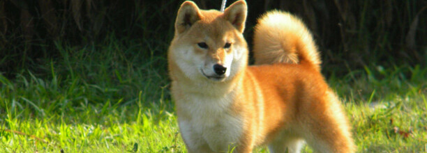 如何区分柴犬与秋田犬,日本柴犬与秋田犬区别
