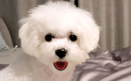 如何样然比熊犬不到处乱拉屎,比熊乱拉屎怎么办