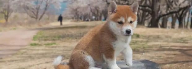 柴犬能活到几岁啊,柴犬的寿命