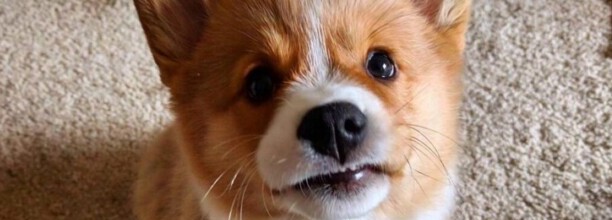 柯基太好动怎么训练-柯基犬的训练方法有哪些
