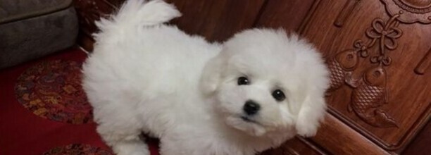 怎样训练比熊听话