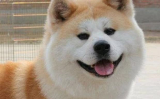 秋田犬和柴犬的差别,秋田犬柴犬区别