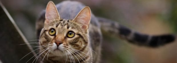猫为什么要舔毛-猫舔毛表示什么意思