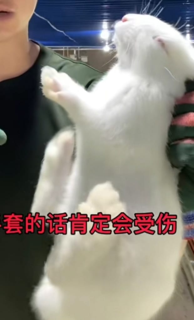 兔子怎么分公母简单又快,兔子分公母最简单方法