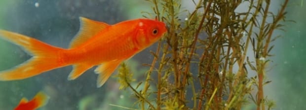 鱼缸里的白色絮状物咋处理-鱼缸里鱼身上有白色絮状物怎么办