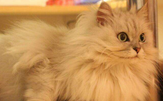 猫咪品种-抖音十大网红猫第一简直成精了