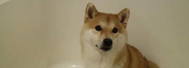 豆柴什么时候爆腮-柴犬什么叫爆脸