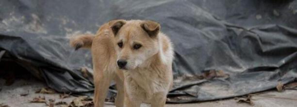 如何训练柯基犬,怎么训土狗