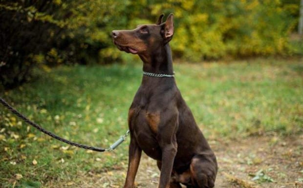 杜宾犬几个月会看家,如何训练杜宾犬