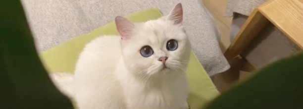 猫咪吃了熟蛋白会怎样