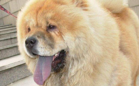 松狮犬怎么训练,训练松狮犬的四个办法