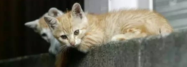 楼房适合养猫吗,野猫可以养成宠物猫吗
