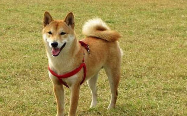 秋田犬柴犬萨摩耶3种狗哪种好些-柴犬和秋田犬哪个忠诚