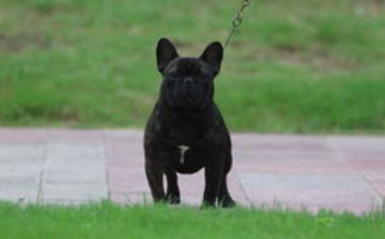 斗牛犬怎么养,法斗犬的饲养方法