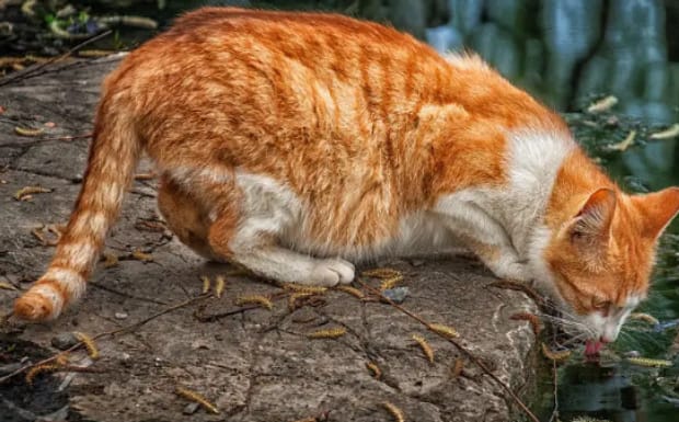猫可以吃素吗怎么让猫吃素-路边的小野猫该喂什么