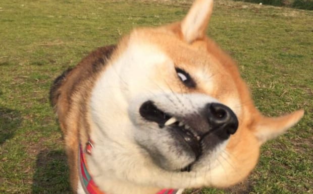 日本柴犬智商高吗-红色柴犬的智商排名与寿命