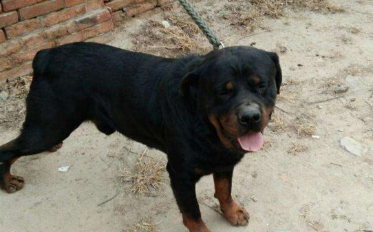 罗威纳犬怎么从小训练-罗威纳犬多大开始训练 罗威纳犬怎么从小训练-罗威纳犬多大开始训练