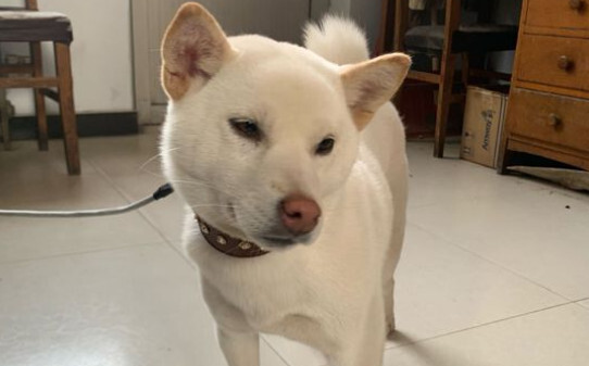柴犬怕冷吗-柴犬是不是很怕冷