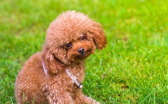 贵宾犬训练方法怎样训练贵宾犬 贵宾犬训练方法怎样训练贵宾犬