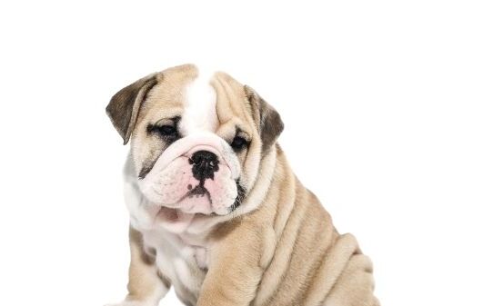 斗牛犬怎么玩,斗牛犬怎样训练