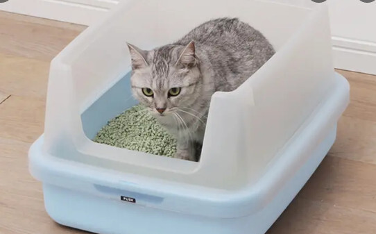 猫尿床屡教不改怎么办-母猫乱尿