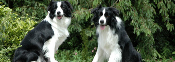 牧羊犬多大开始训练-边境牧羊犬怎么教育